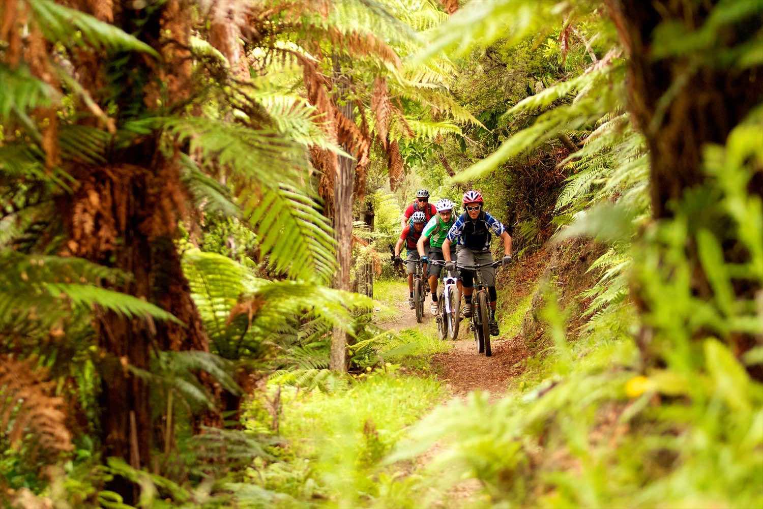 Cycling - SwirlWe can also arrange mountain bike & helmet hire for 1-3 days to make it possible to explore each day even more parts of this special coast and still get good exercise. There is an option of guided cycling tours including from beach to back country. There are convenient 20-30km tracks with charming local cafés placed strategically on route. For the wine lover who is capable of serious Tour de France hill climbs there is back route through beautiful mountains to the neighbouring Wairarapa vineyards for the day. For the more adventurous, together with Kapiti Heliworx we can now take mountain bikers up to the Devil Staircase in the Akatawara Forest Park.