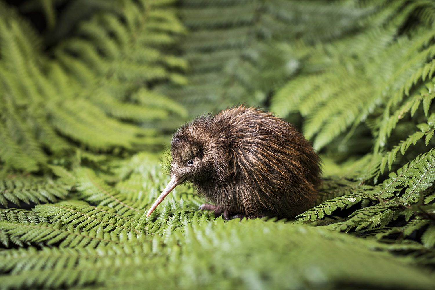 Escorted visits to the Kapiti Island Nature Reserve Bird Sanctuary to experience a unique balance of conservation, ecology and local human history. And if you are lucky there can be dolphins on the boat ride over.